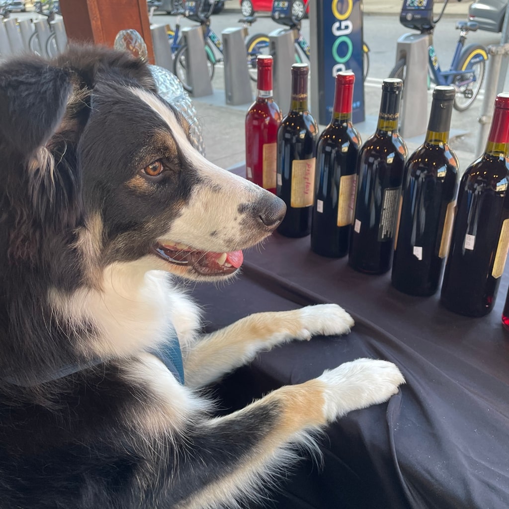 Dog with it's paws on the table with R Wine Cellar's wine selection